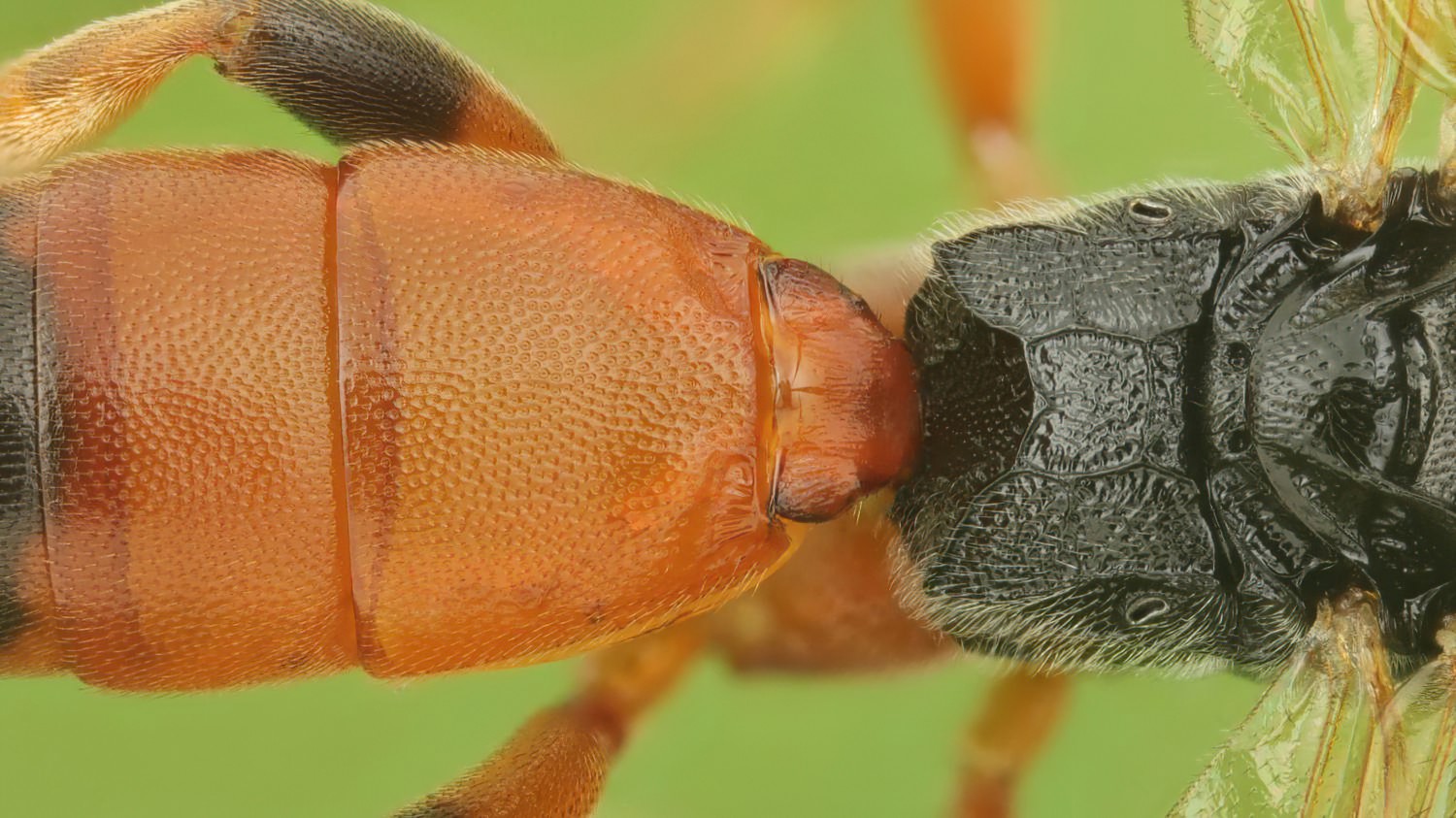 Ichneumon simulans, Ichneumoninae, female, hibernating, Potštát, Lipná, V Zadku, 15.11.2025, no. 185/25