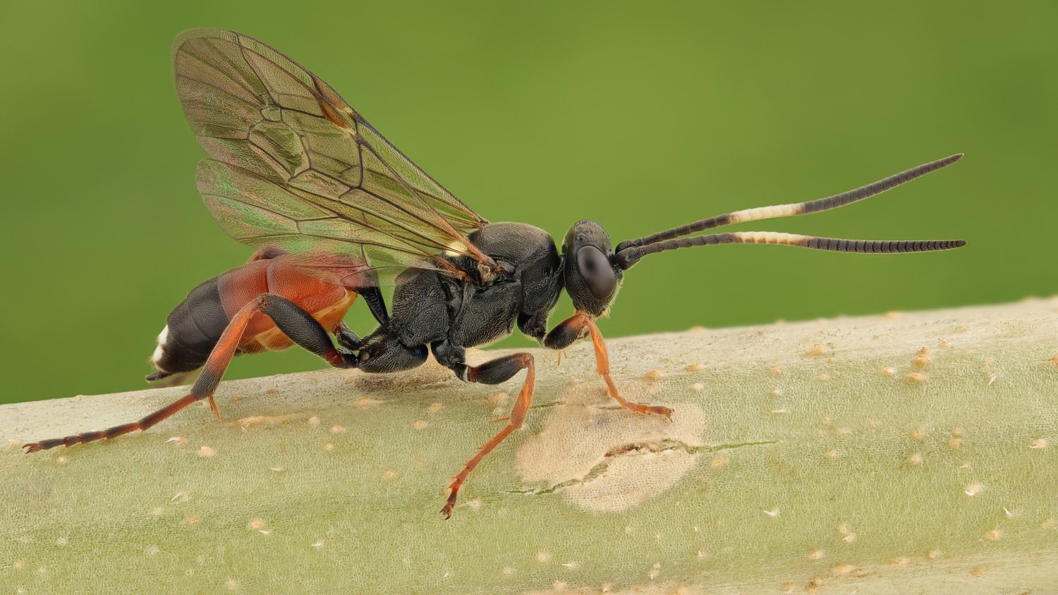 Ichneumon minutorius, Ichneumoninae, female, hibernating, Potštát, Lipná, V Zadku, 15.11.2025, no. 188/25