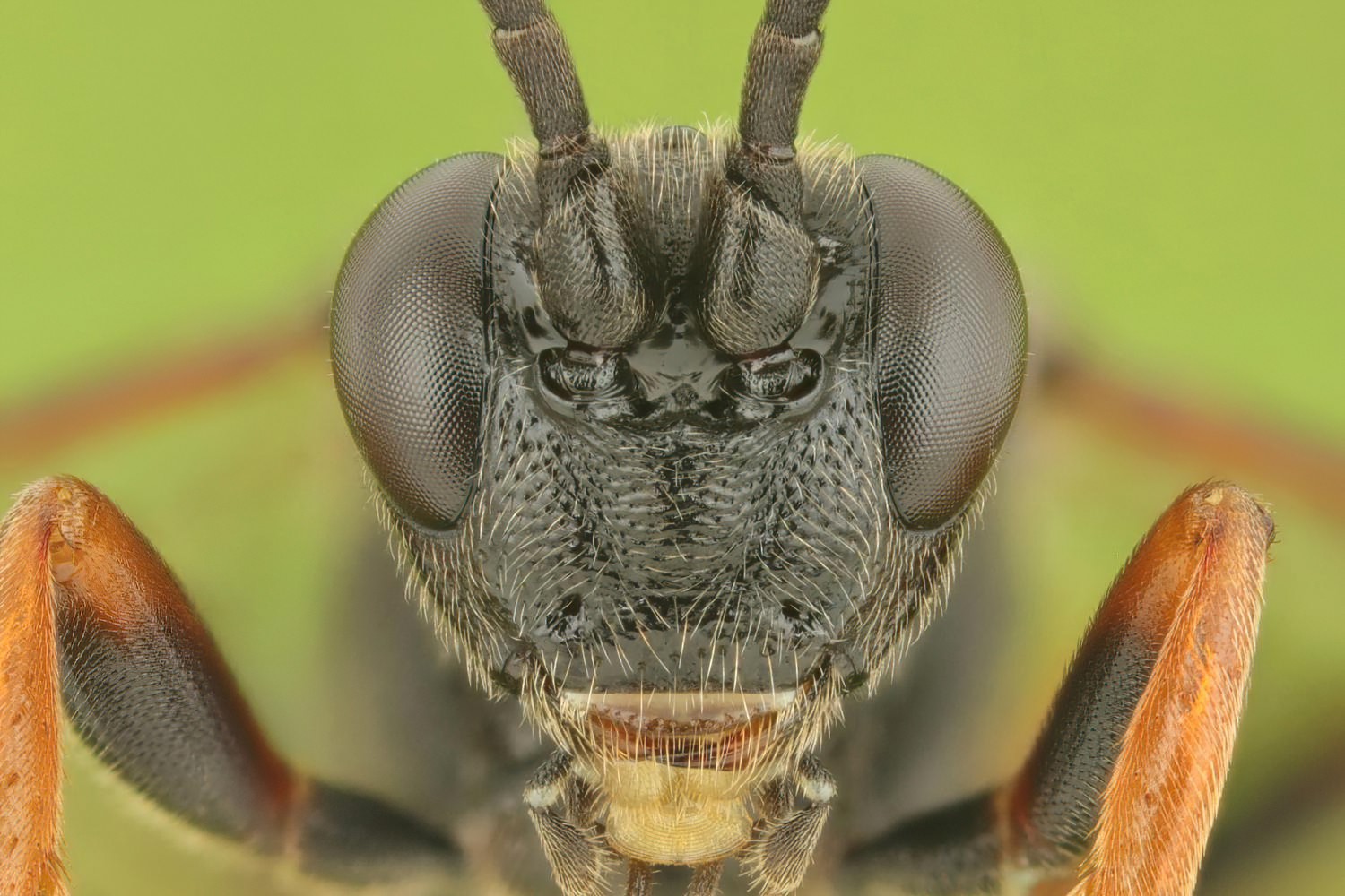 Ichneumon minutorius, Ichneumoninae, female, hibernating, Potštát, Lipná, V Zadku, 15.11.2025, no. 188/25