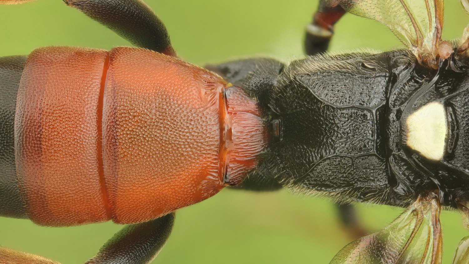 Ichneumon minutorius, Ichneumoninae, female, hibernating, Potštát, Lipná, V Zadku, 15.11.2025, no. 188/25