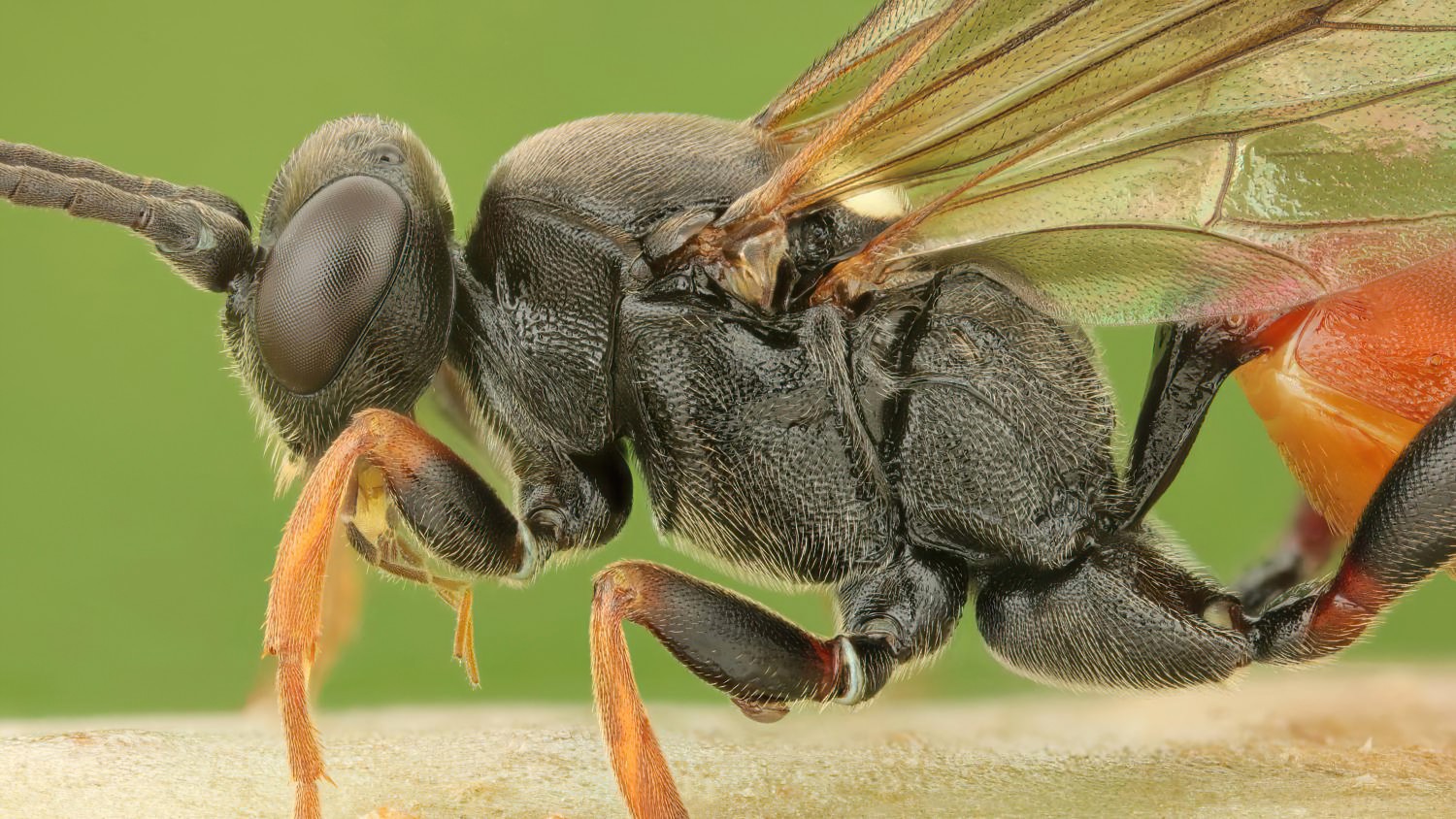 Ichneumon minutorius, Ichneumoninae, female, hibernating, Potštát, Lipná, V Zadku, 15.11.2025, no. 188/25