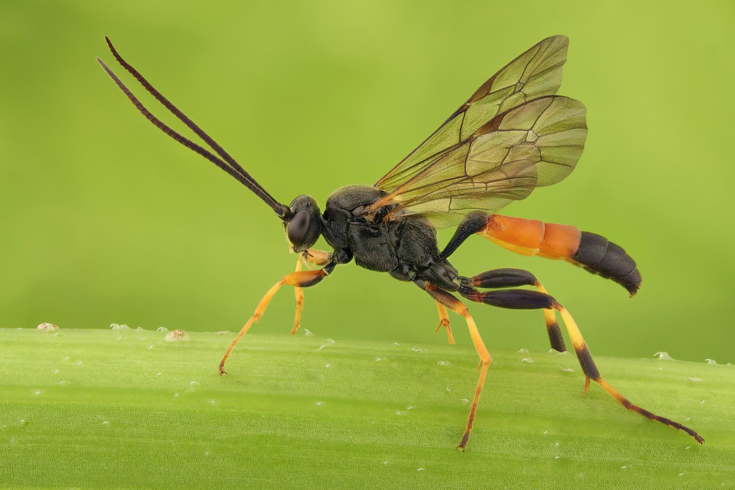 Ichneumon exilicornis, Ichneumoninae, male, Rýmařov, Tvrdkov, Tvrdkovský lán, 19.08.2025, no. 161/25