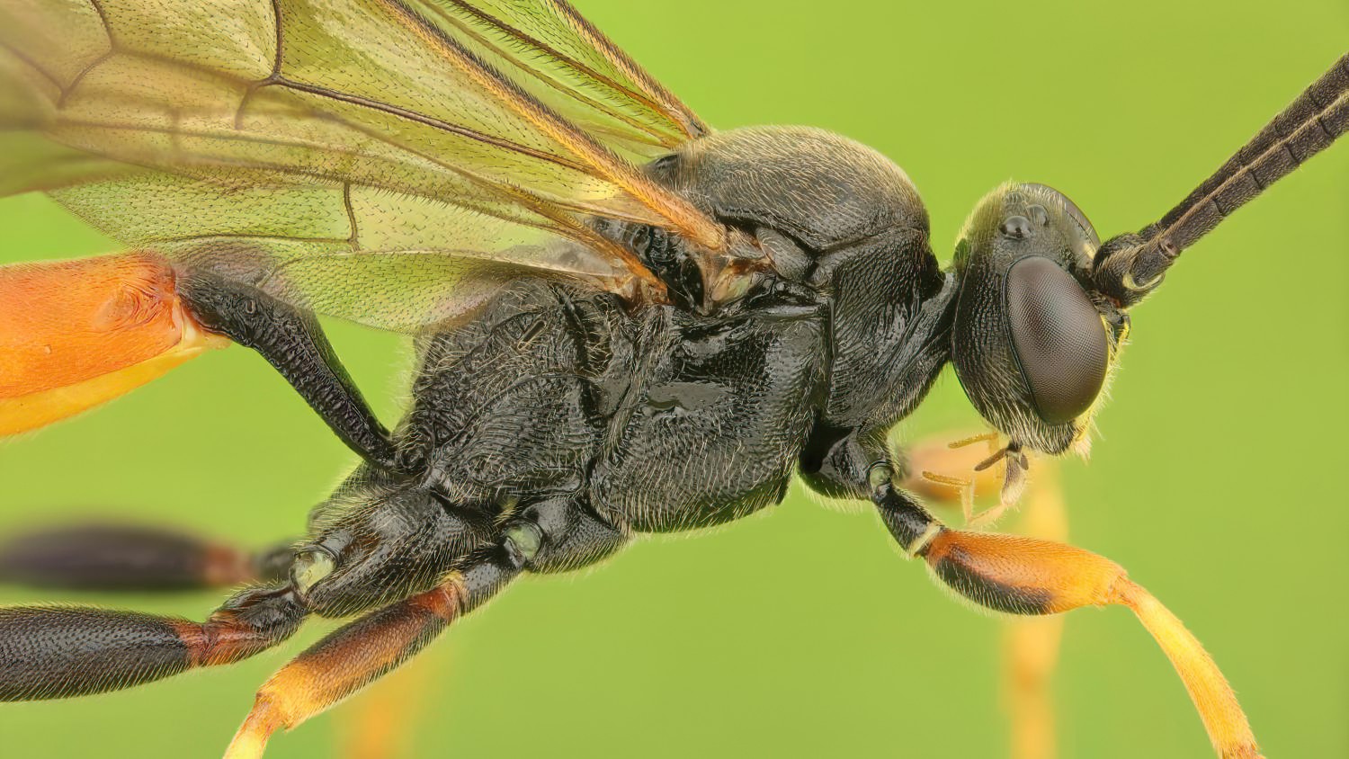 Ichneumon exilicornis, Ichneumoninae, male, Rýmařov, Tvrdkov, Tvrdkovský lán, 19.08.2025, no. 161/25