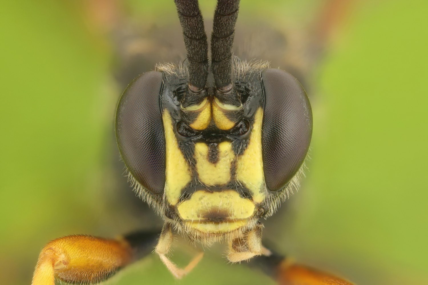 Ichneumon exilicornis, Ichneumoninae, male, Rýmařov, Tvrdkov, Tvrdkovský lán, 19.08.2025, no. 161/25