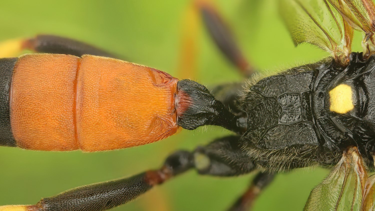 Ichneumon exilicornis, Ichneumoninae, male, Rýmařov, Tvrdkov, Tvrdkovský lán, 19.08.2025, no. 161/25