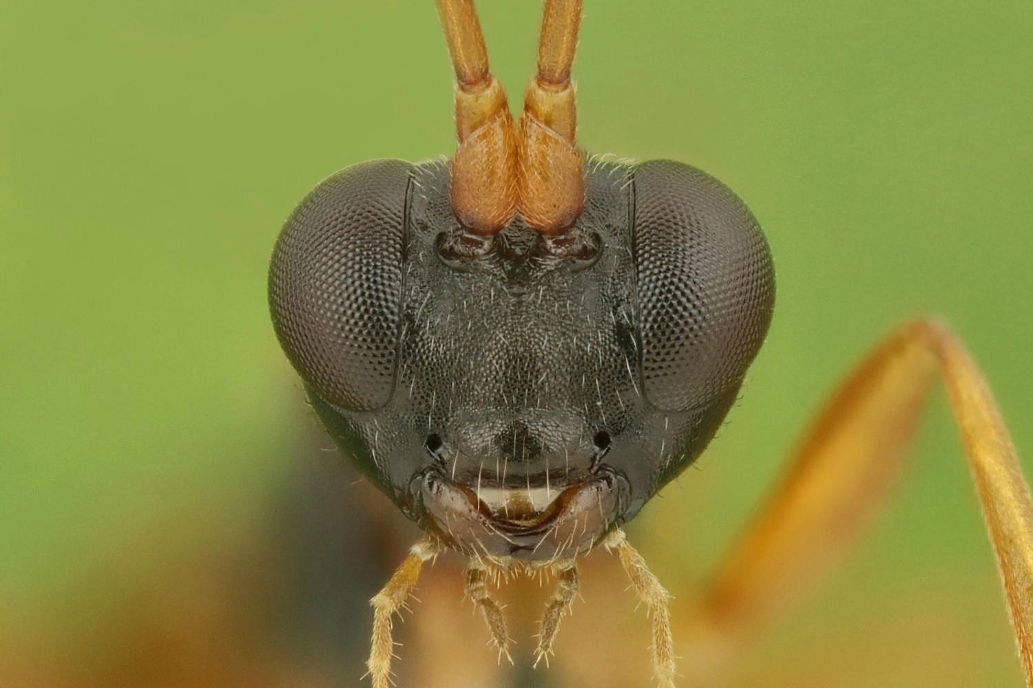 Gelis, Phygadeuontinae, male, det. A. De Ketelaere, Přerov Čekyně, 02.11.2025, no. 178/25