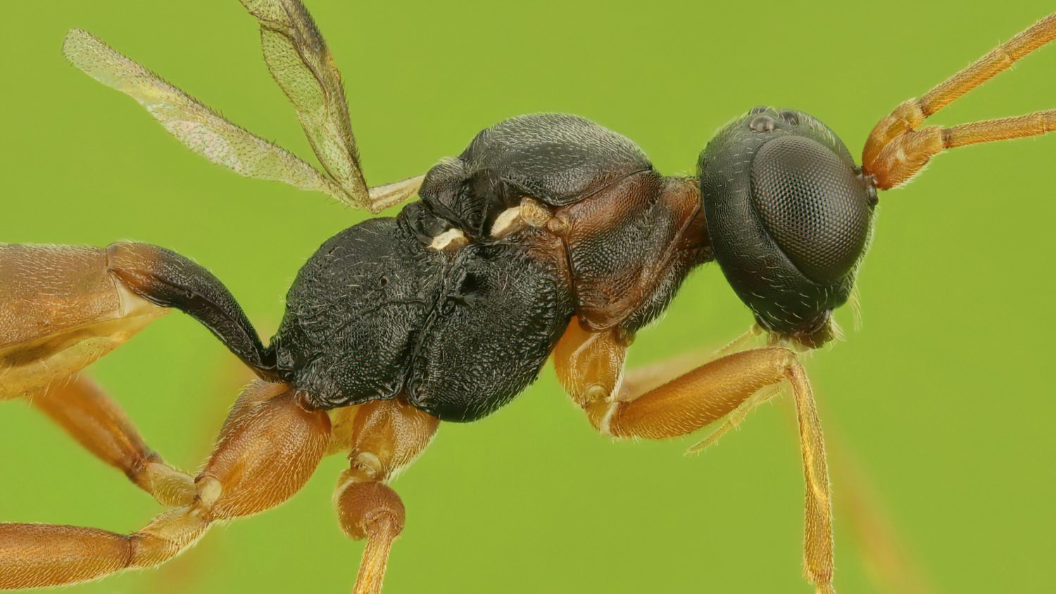 Gelis, Phygadeuontinae, male, det. A. De Ketelaere, Přerov Čekyně, 02.11.2025, no. 178/25