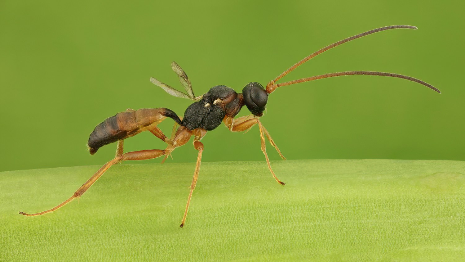 Gelis, Phygadeuontinae, male, det. A. De Ketelaere, Přerov Čekyně, 02.11.2025, no. 178/25
